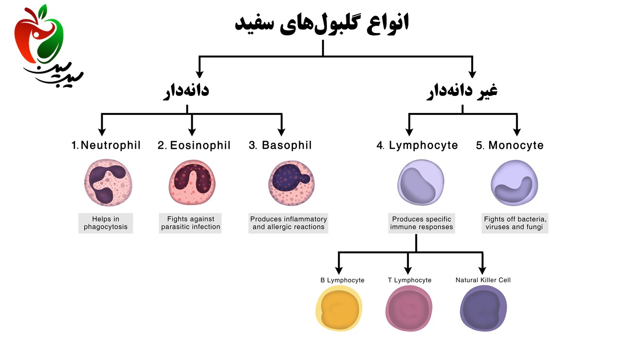 انواع گلبول سفید